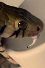 Nonton Film Wu Assassins (2019) Episode 6 Subtitle Indonesia Terbaru Subtitle Indonesia