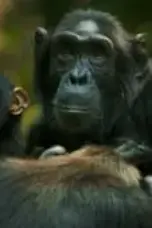 Nonton Film Chimp Empire Season 1 Episode 1 Terbaru Subtitle Indonesia