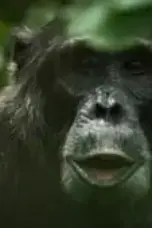 Nonton Film Chimp Empire Season 1 Episode 4 Terbaru Subtitle Indonesia